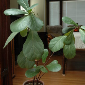 Fiddle Leaf Fig