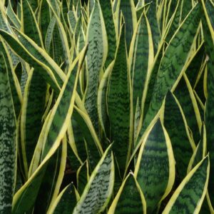 Snake Plant Laurentii